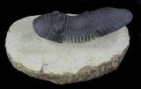 Large Paralejurus Trilobite #36838-2